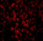 DRAM Antibody in Immunohistochemistry (PFA fixed) (IHC (PFA))