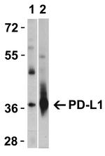 PD-L1 Antibody in Western Blot (WB)