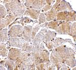 MAPKAP1 Antibody in Immunohistochemistry (IHC)