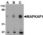 MAPKAP1 Antibody in Western Blot (WB)