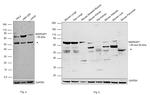 MAPKAP1 Antibody in Western Blot (WB)