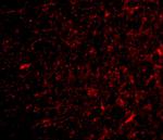 NPAS3 Antibody in Immunocytochemistry (ICC/IF)