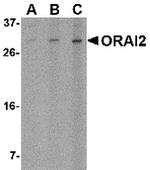 ORAI2 Antibody in Western Blot (WB)