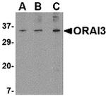 ORAI3 Antibody in Western Blot (WB)