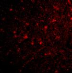 HAP1 Antibody in Immunocytochemistry (ICC/IF)