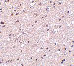 HAP1 Antibody in Immunohistochemistry (IHC)