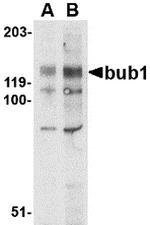 Bub1 Antibody in Western Blot (WB)