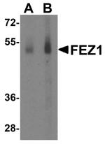 FEZ1 Antibody in Western Blot (WB)