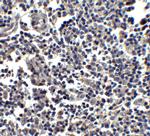 IL-33 Antibody in Immunohistochemistry (Paraffin) (IHC (P))