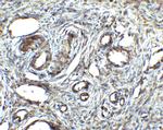 ORAI1 Antibody in Immunohistochemistry (IHC)