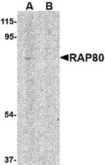 RAP80 Antibody in Western Blot (WB)