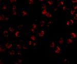 Kinesin 5A Antibody in Immunocytochemistry (ICC/IF)