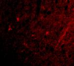 GRIK1 Antibody in Immunocytochemistry (ICC/IF)