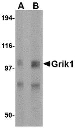 GRIK1 Antibody in Western Blot (WB)