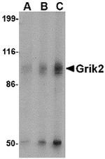 GluR6 Antibody in Western Blot (WB)