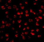 FGF4 Antibody in Immunocytochemistry (ICC/IF)