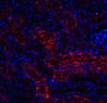 DDIT4 Antibody in Immunohistochemistry (IHC)