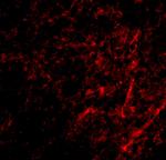 AIFM3 Antibody in Immunohistochemistry (IHC)