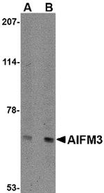 AIFM3 Antibody in Western Blot (WB)