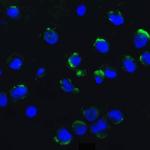 AMBRA1 Antibody in Immunocytochemistry (ICC/IF)