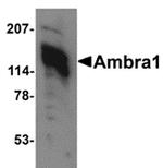 AMBRA1 Antibody in Western Blot (WB)