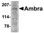 AMBRA1 Antibody in Western Blot (WB)