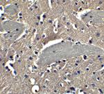 NPTX2 Antibody in Immunohistochemistry (Paraffin) (IHC (P))