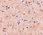 VGF Antibody in Immunohistochemistry (IHC)