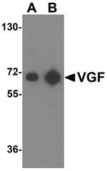 VGF Antibody in Western Blot (WB)