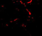 Syntaphilin Antibody in Immunocytochemistry (ICC/IF)