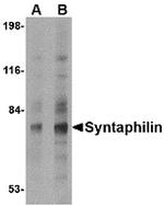 Syntaphilin Antibody in Western Blot (WB)