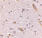 Syntaphilin Antibody in Immunohistochemistry (IHC)