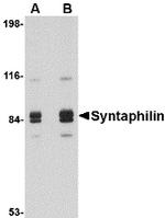 Syntaphilin Antibody in Western Blot (WB)