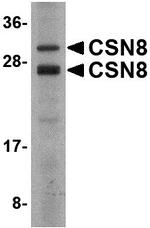 COPS8 Antibody in Western Blot (WB)