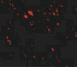 LIMP2 Antibody in Immunohistochemistry (IHC)