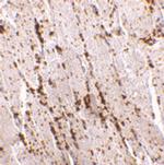 LIMP2 Antibody in Immunohistochemistry (IHC)