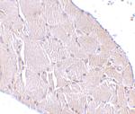 WNT10A Antibody in Immunohistochemistry (IHC)