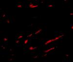 SLC22A17 Antibody in Immunohistochemistry (IHC)