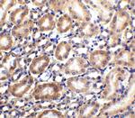 SLC22A17 Antibody in Immunohistochemistry (IHC)