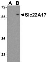 SLC22A17 Antibody in Western Blot (WB)