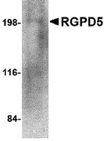 RGPD5 Antibody in Western Blot (WB)