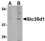 SLC35D1 Antibody in Western Blot (WB)