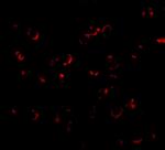 BICD1 Antibody in Immunocytochemistry (ICC/IF)