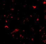 NANOS1 Antibody in Immunohistochemistry (IHC)