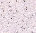 NANOS1 Antibody in Immunohistochemistry (IHC)