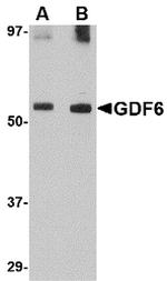 GDF6 Antibody in Western Blot (WB)