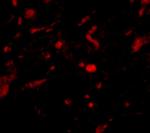 NENF Antibody in Immunohistochemistry (IHC)