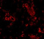 TRIM30 Antibody in Immunocytochemistry (ICC/IF)