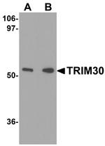 TRIM30 Antibody in Western Blot (WB)