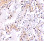 Calpain 6 Antibody in Immunohistochemistry (IHC)